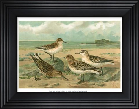 Framed Shore Gathering III Print