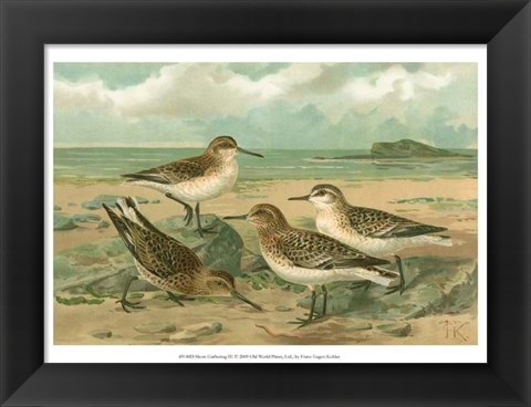 Framed Shore Gathering III Print