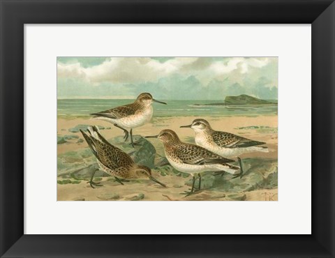Framed Shore Gathering III Print