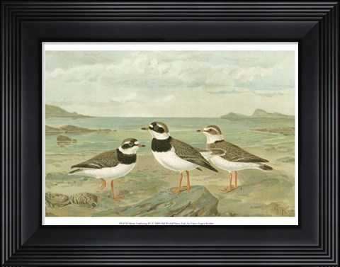 Framed Shore Gathering IV Print