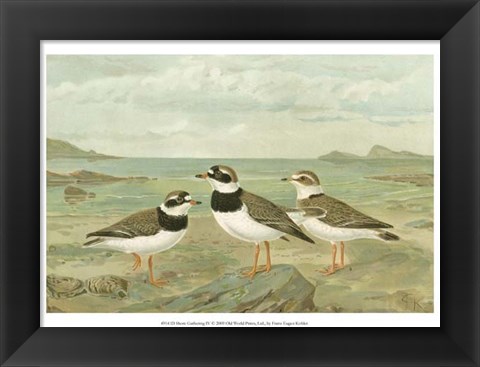 Framed Shore Gathering IV Print