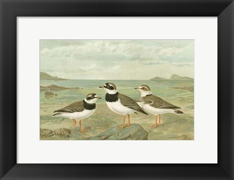 Framed Shore Gathering IV Print