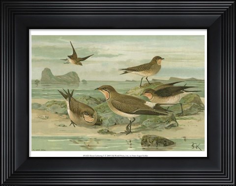 Framed Shore Gathering V Print