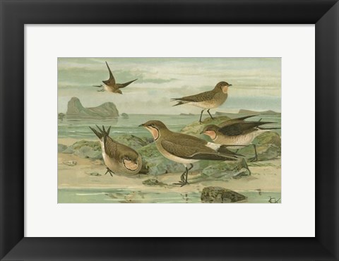 Framed Shore Gathering V Print