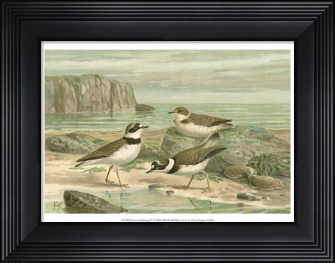 Framed Shore Gathering VI Print