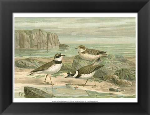 Framed Shore Gathering VI Print