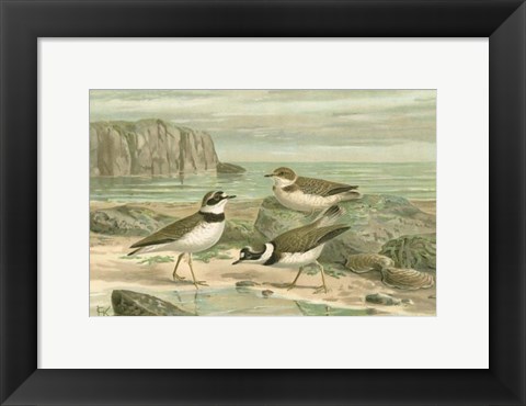 Framed Shore Gathering VI Print