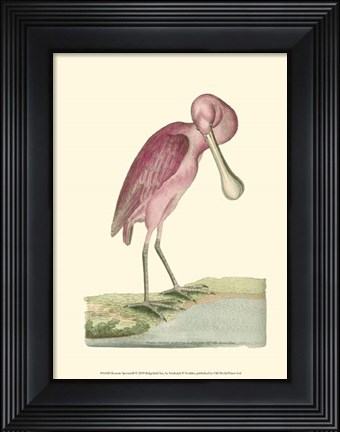Framed Roseate Spoonbill Print