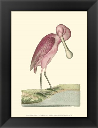 Framed Roseate Spoonbill Print