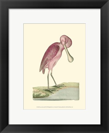 Framed Roseate Spoonbill Print