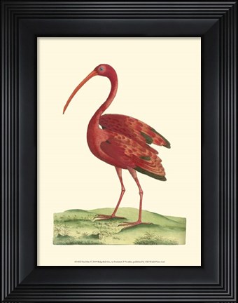 Framed Red Ibis Print