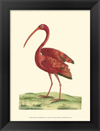 Framed Red Ibis Print