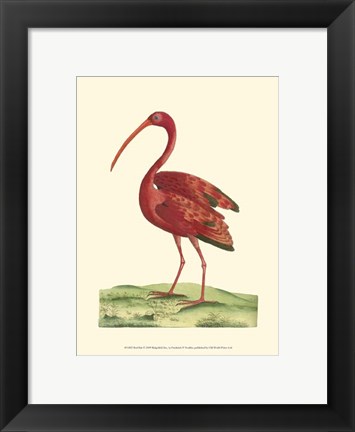 Framed Red Ibis Print