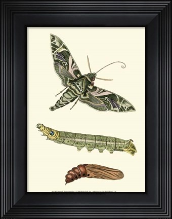 Framed Butterfly Transformation I Print