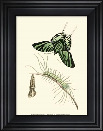 Framed Butterfly Transformation II Print