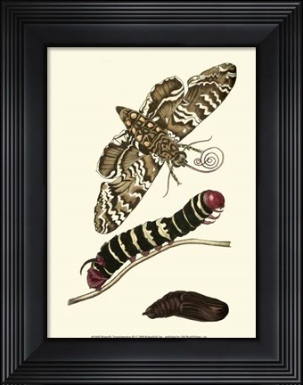 Framed Butterfly Transformation III Print