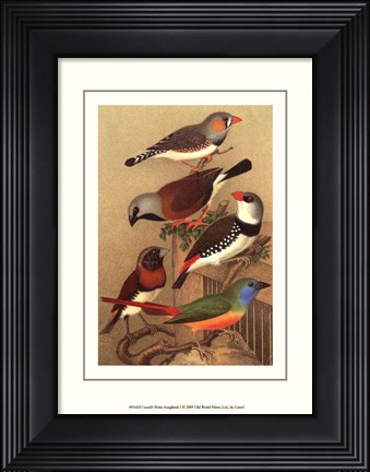 Framed Cassel&#39;s Petite Songbirds I Print