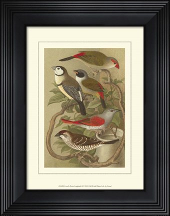Framed Cassel&#39;s Petite Songbirds II Print