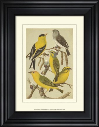 Framed Cassel&#39;s Petite Songbirds III Print
