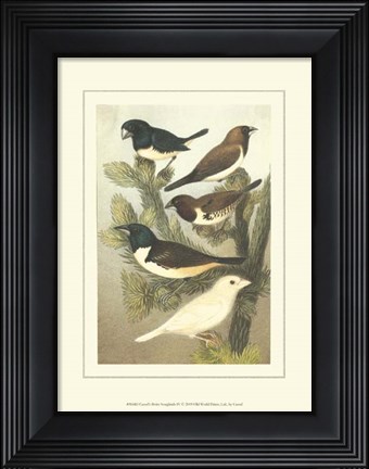 Framed Cassel&#39;s Petite Songbirds IV Print