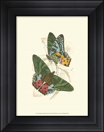 Framed Butterflies III Print