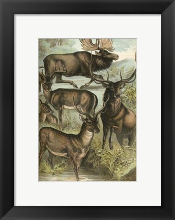 Framed Johnson&#39;s Deer &amp; Elk Print