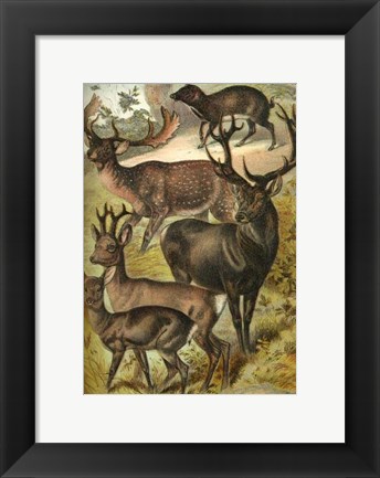 Framed Johnson&#39;s Deer Print