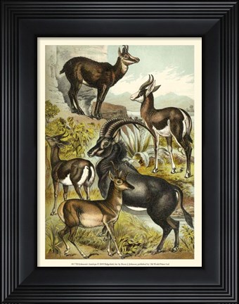 Framed Johnson&#39;s Antelope Print