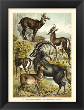 Framed Johnson&#39;s Antelope Print
