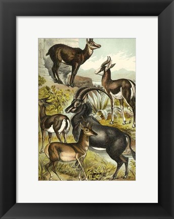 Framed Johnson&#39;s Antelope Print
