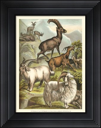 Framed Johnson&#39;s Goats Print