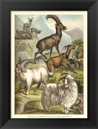 Framed Johnson&#39;s Goats Print