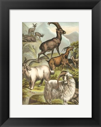 Framed Johnson&#39;s Goats Print