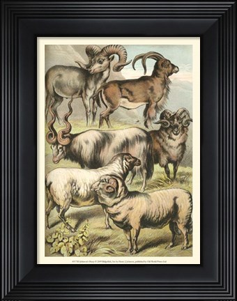 Framed Johnson&#39;s Sheep Print