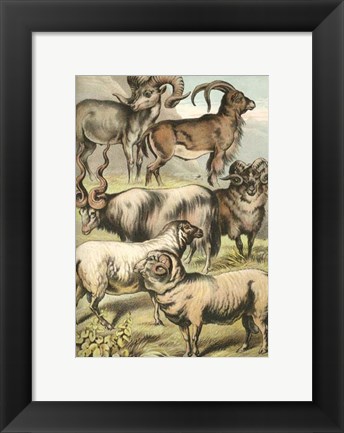 Framed Johnson&#39;s Sheep Print