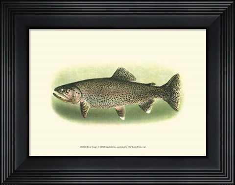 Framed River Trout I Print