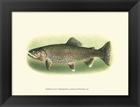 Framed River Trout I Print