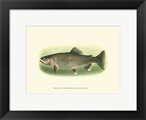 Framed River Trout I Print