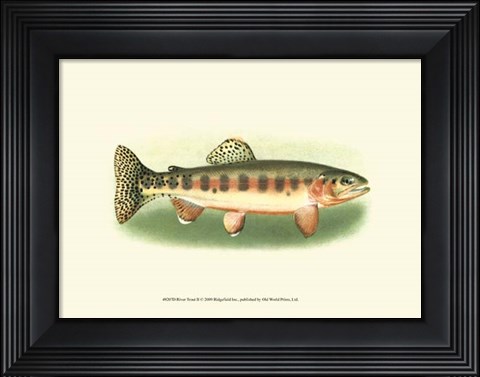 Framed River Trout II Print