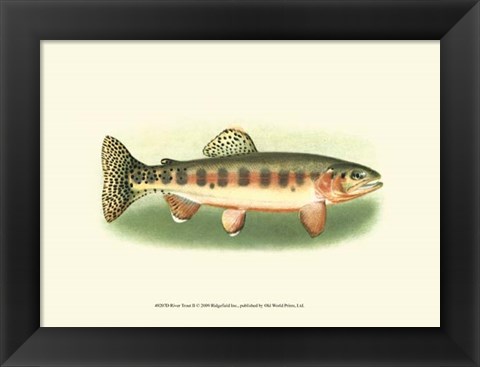 Framed River Trout II Print