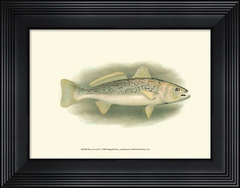 Framed River Trout IV Print