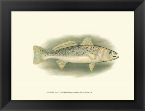 Framed River Trout IV Print