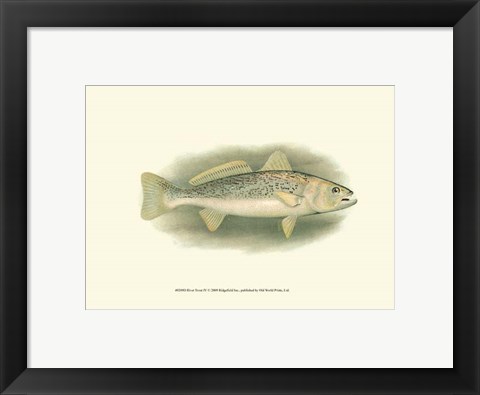 Framed River Trout IV Print