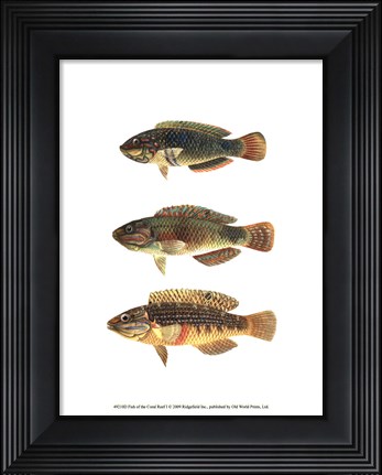 Framed Fish of the Coral Reef I Print