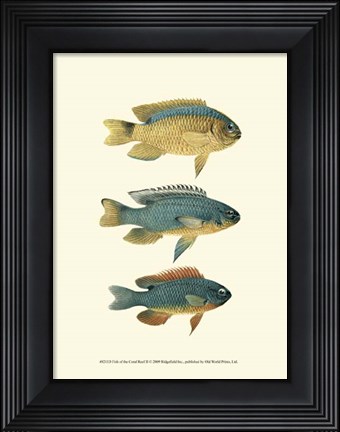 Framed Fish of the Coral Reef II Print