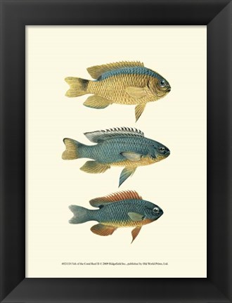 Framed Fish of the Coral Reef II Print