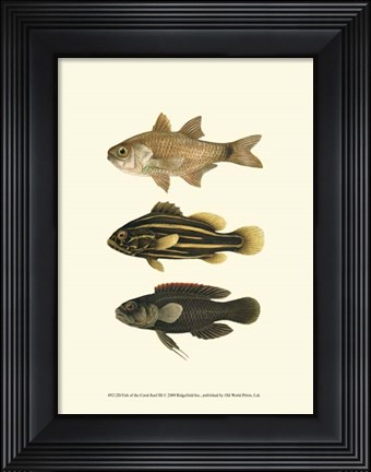 Framed Fish of the Coral Reef III Print