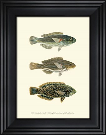 Framed Fish of the Coral Reef IV Print