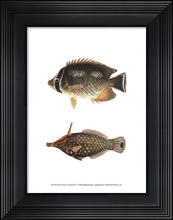 Framed Fish of the Coral Reef V Print