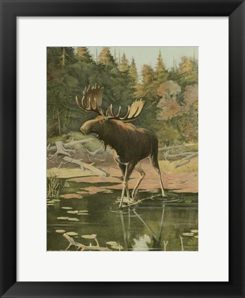 Framed Moose Print